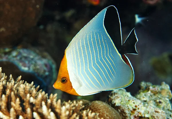 Pesci marini sott'acqua — Foto Stock