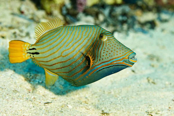 Pesci tropicali sopra il corallo — Foto Stock