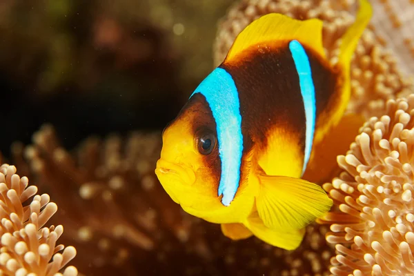 Pesce pagliaccio vicino ad Actinia — Foto Stock