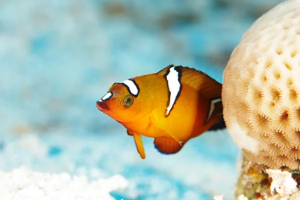 Il pesce coris africano galleggia vicino al corallo — Foto Stock