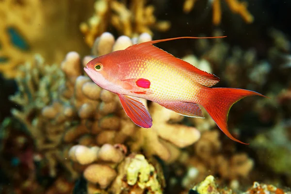 Pseudanthias squamipinis, pesce rosso e corallo — Foto Stock