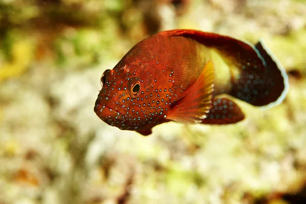 Κόκκινο υφάλου ψάρια — Φωτογραφία Αρχείου