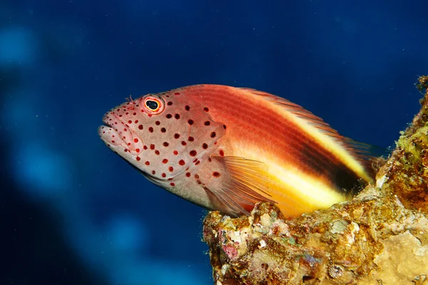 Paracirrhites forsteri, pesce di barriera — Foto Stock
