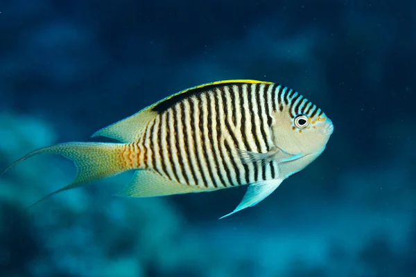 Pesce angelo che nuota sulla barriera corallina — Foto Stock
