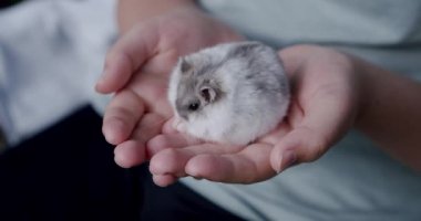 Küçük bir kızın ellerinde oturan gri hamster. V2 'yi kapat