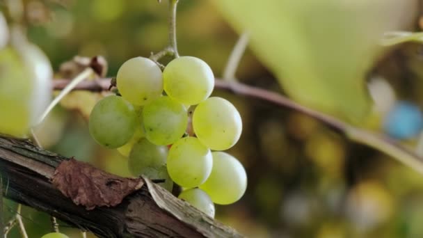 As uvas de uvas verdes amadurecem na videira, raios de sol. Fechar V2 — Vídeo de Stock