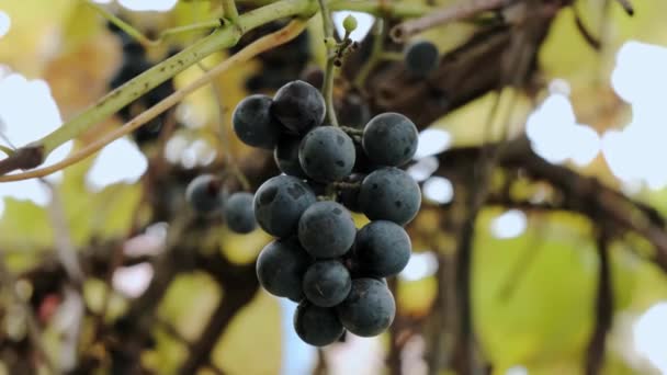 Зрізати соковитий темний виноград на гілках сонця. Крупним планом. V3 зображення — стокове відео