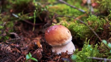 Boletus Edulis ormandaki çimlerin arasında. Kapat.