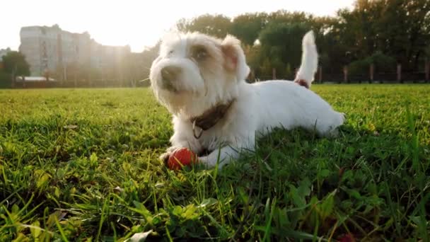 Leuke grappige speelse kleine ras jack russell terrier huisdier hond puppy kwispelen zijn staart in het gras. Langzame beweging — Stockvideo