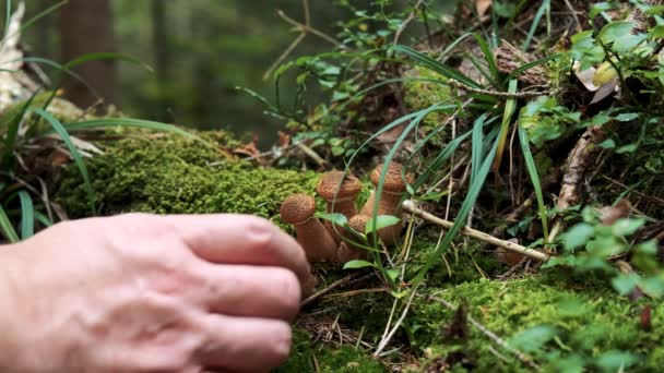 Svampplockaren skär svamp. Närbild — Stockvideo