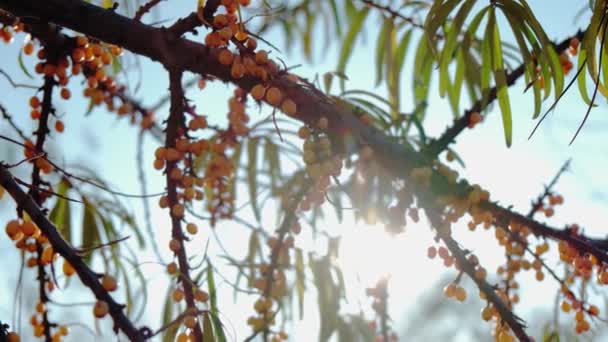 素食成熟的海带刺水果在树枝上，关门. — 图库视频影像