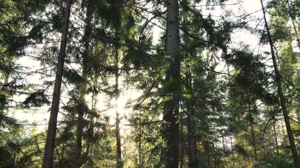 Bosque de otoño en la montaña. día soleado — Vídeos de Stock