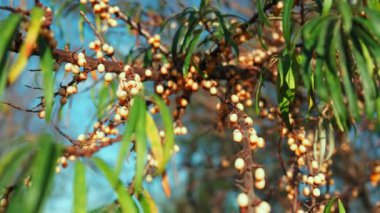 Olgun deniz dikenli meyvesi güneş ışığının arka planında bir dalda.