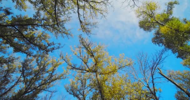 秋天，桦树在风中迎风摇曳，从下面看去。移动相机 — 图库视频影像