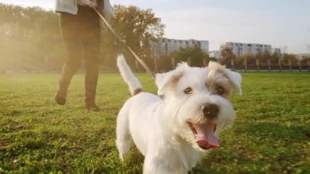 Tæt på. Jack Russell Terrier hund løber lykkeligt med en pige på græsset i en naturpark, slow motion – Stock-video