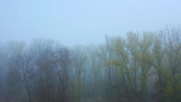 Αεροφωτογραφία τηλεκατευθυνόμενου. Μυστικιστικό σκοτεινό ομιχλώδες φθινόπωρο δάσος ή πάρκο σε κίνηση. — Αρχείο Βίντεο