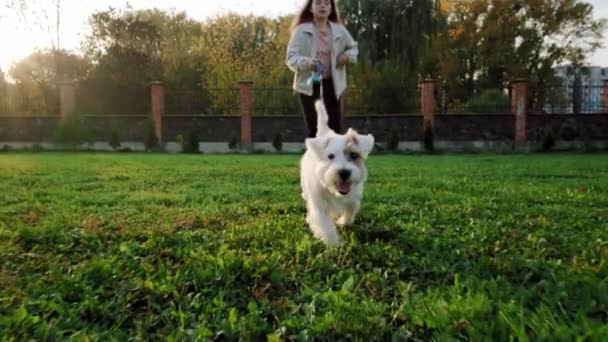 Jack Russell Terrier chien. Chien cours d'exécution heureux avec une fille sur l'herbe dans un parc naturel, au ralenti — Video