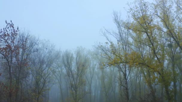 Hava aracı görüntüsü. Gizemli sonbahar karanlık sisli sonbahar ormanı ya da hareket halindeki park. — Stok video