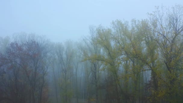 空中无人驾驶飞机视图。秋天神秘的、黑暗的、雾蒙蒙的森林或流动的公园. — 图库视频影像