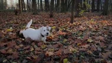 Sonbahar parkında yürüyen komik köpek yavrusu Jack Russell Terrier. Çimlere düşen yaprakları tırmıkla..