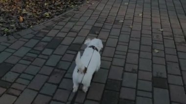 Jack Russell Terrier köpeği dışarıda tasmayla dolaşıyor. Yukarıdan Yönetici üst görünümü.