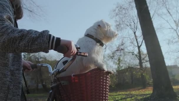 Close portret młodej dziewczyny niesie jej psa w koszu rowerowym, śmieszne zwierzęta domowe. — Wideo stockowe