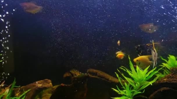 Inicio Hermoso acuario de agua dulce con plantas verdes y peces pequeños. — Vídeo de stock