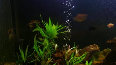 Evi kapatın Yeşil bitkiler ve küçük balıklarla güzel bir tatlı su akvaryumu.
