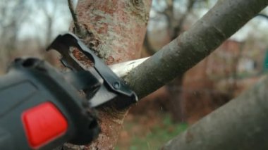 Elektrikli testereyle kuru bir dalın bahçesinde çalışıyorum. Görüntüyü kapat