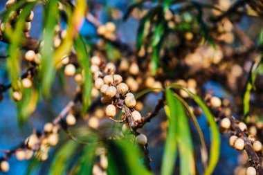 Deniz dikenli bitkiler ağaçtaki inanılmaz derecede önemli doğal kaynaklardır. Kapat.