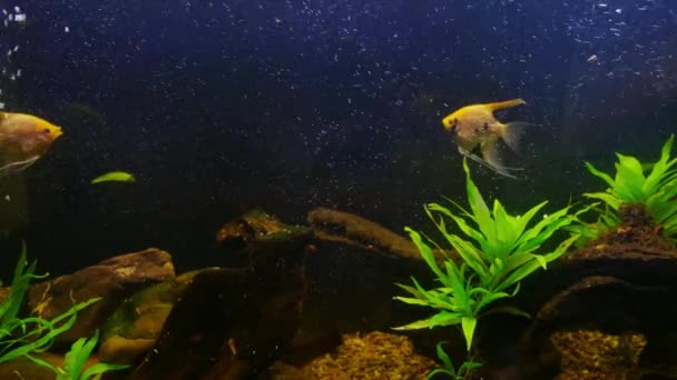 Cerca de casa Hermoso acuario de agua dulce con plantas verdes y peces pequeños sobre fondo azul — Vídeos de Stock