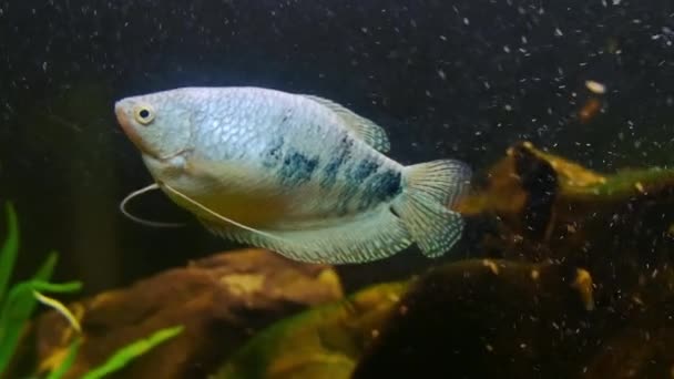Zamknij rybę. Strona główna Piękne akwarium słodkowodne z zielonych roślin i małych ryb. — Wideo stockowe
