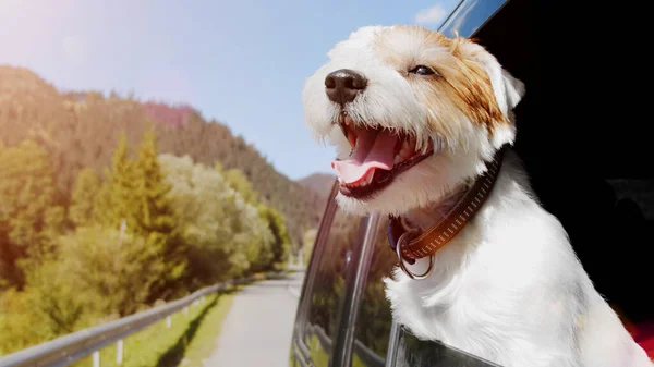 Jack Russell Terrier arabanın açık camından dışarı bakıyor. Kapat.