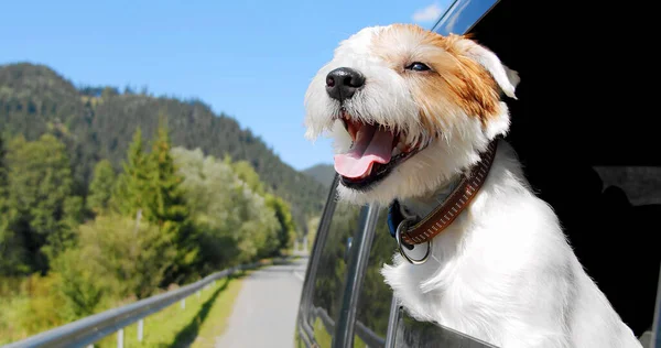 Portret Jack Russell Terrier se dívá z otevřeného okna auta. — Stock fotografie