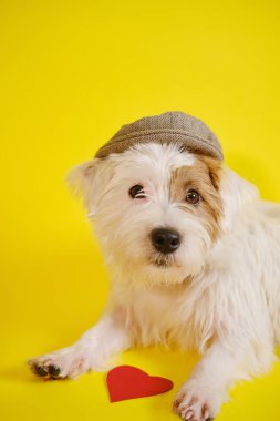 Sarı arka plandaki Jack Russell Terrier kırmızı kalbe yakın bir şapka takıyor.