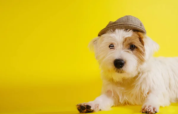 Sarı arka planda V2 şapkalı Jack Russell Terrier.