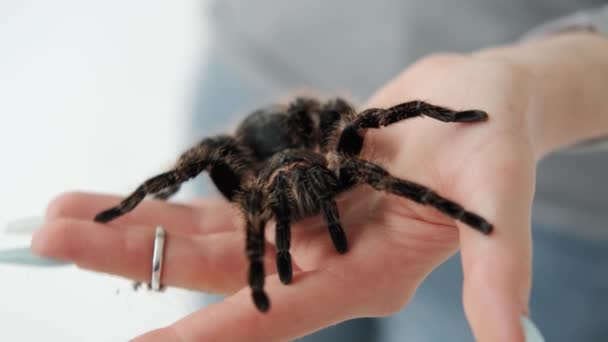 Una gran araña negra en la mano de una mujer. De cerca. — Vídeo de stock