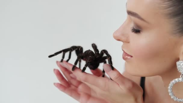 Grote zwarte spin in vrouwenhanden. Sluiten. — Stockvideo
