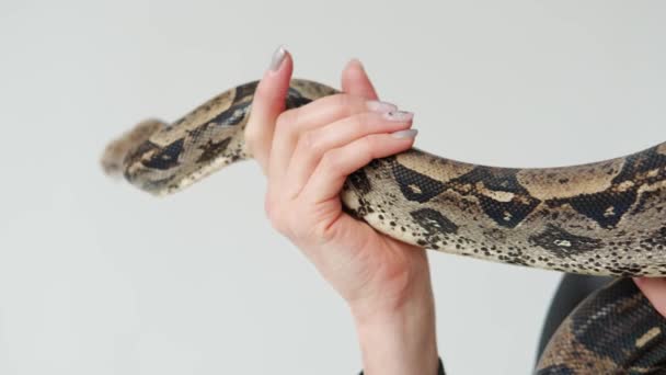 Nahaufnahme des Schlangenkopfes auf einer Frauenhand. — Stockvideo