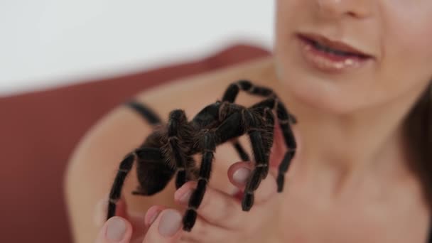 Grote zwarte spin in vrouwenhanden. Close-up zicht — Stockvideo