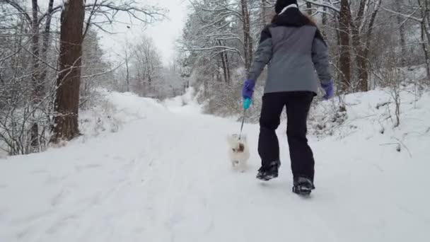 Genç güzel beyaz kız ve köpek karlı bir günde birlikte yürüyorlar. Ormanda. Yavaş çekim Arka plan — Stok video