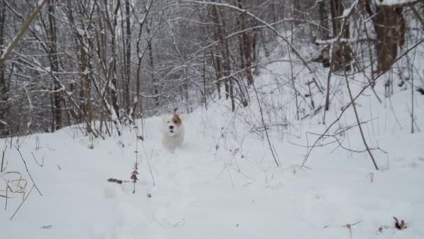Lindo perro Jack Russell terrier en un runnng invierno en un parque forestal cubierto de nieve. Movimiento lento — Vídeo de stock