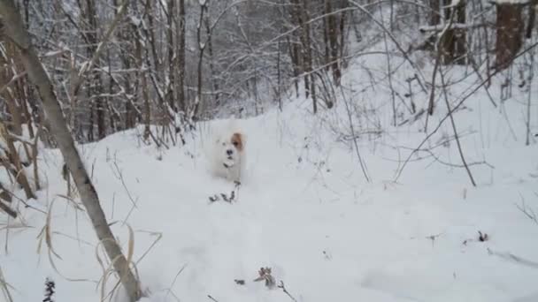 Karlı bir orman parkında kış koşusu yapan sevimli köpek Jack Russell Terrier. Yavaş çekim. — Stok video