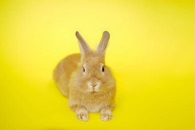 Sarı arka planda sevimli bir tavşan görünüyor..