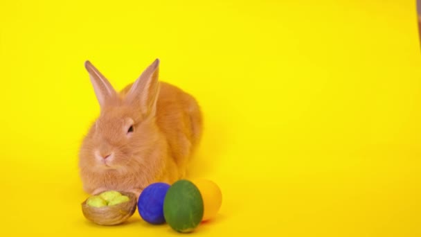 Curioso conejo marrón esponjoso calma se sienta sobre un fondo amarillo, conejito de Pascua para las vacaciones. — Vídeo de stock