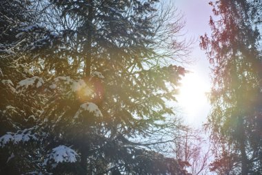 Karda güneşli bir çam ormanı. V2 'yi kapat