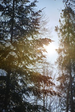 Karda güneşli bir çam ormanı. V3 'ü kapat