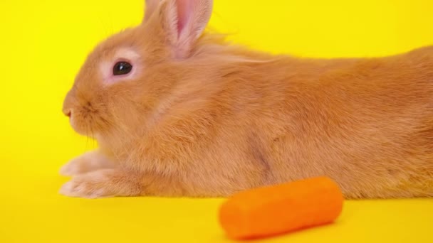 Niedliches Kaninchen in der Nähe von Karotten von der Seite auf gelbem Hintergrund. — Stockvideo