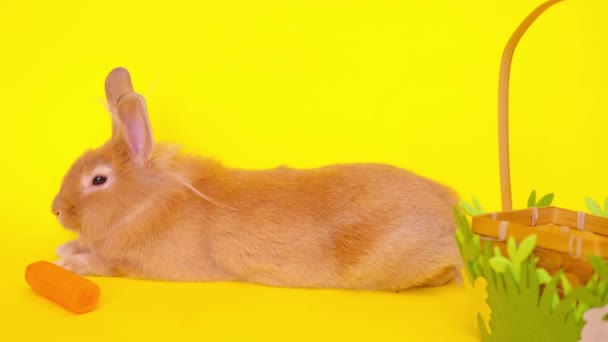 Roztomilý králík viděný poblíž mrkve ze strany na žlutém pozadí. Vercion 2 — Stock video