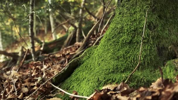Крупним планом стара велика деревина, вирощена зеленим мохом . — стокове відео